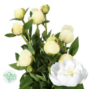 Peony Bridal Shower