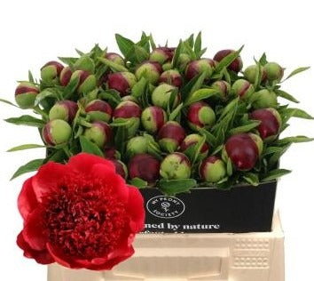Peony Red Charm
