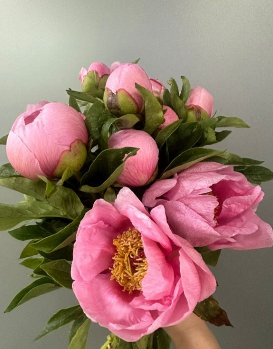 Peony Soft Salmon Saucer