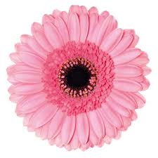 Gerbera Petticoat