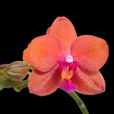 Phal Tangerine