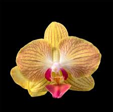 Phal Yellow Stripe