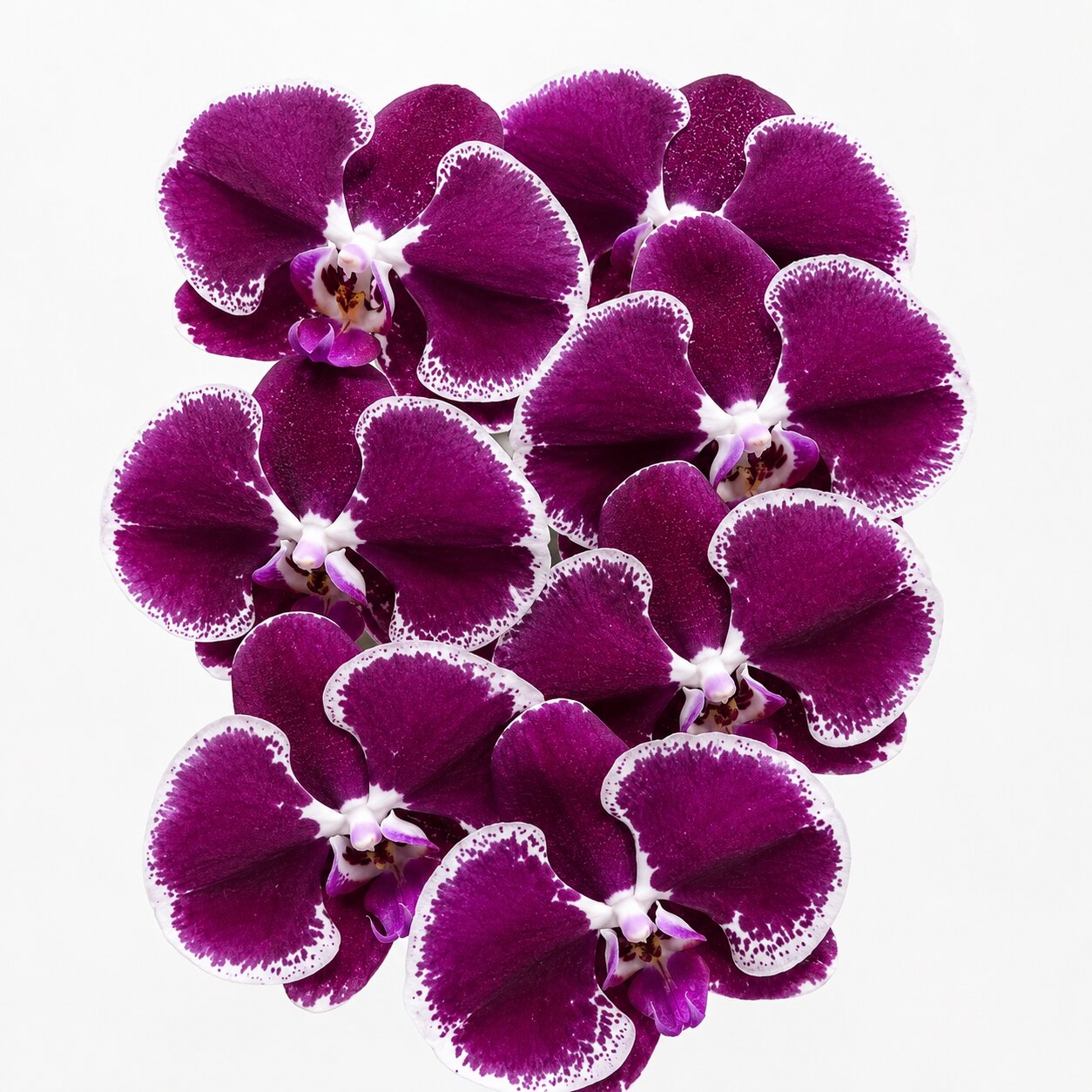 Phalaenopsis Black