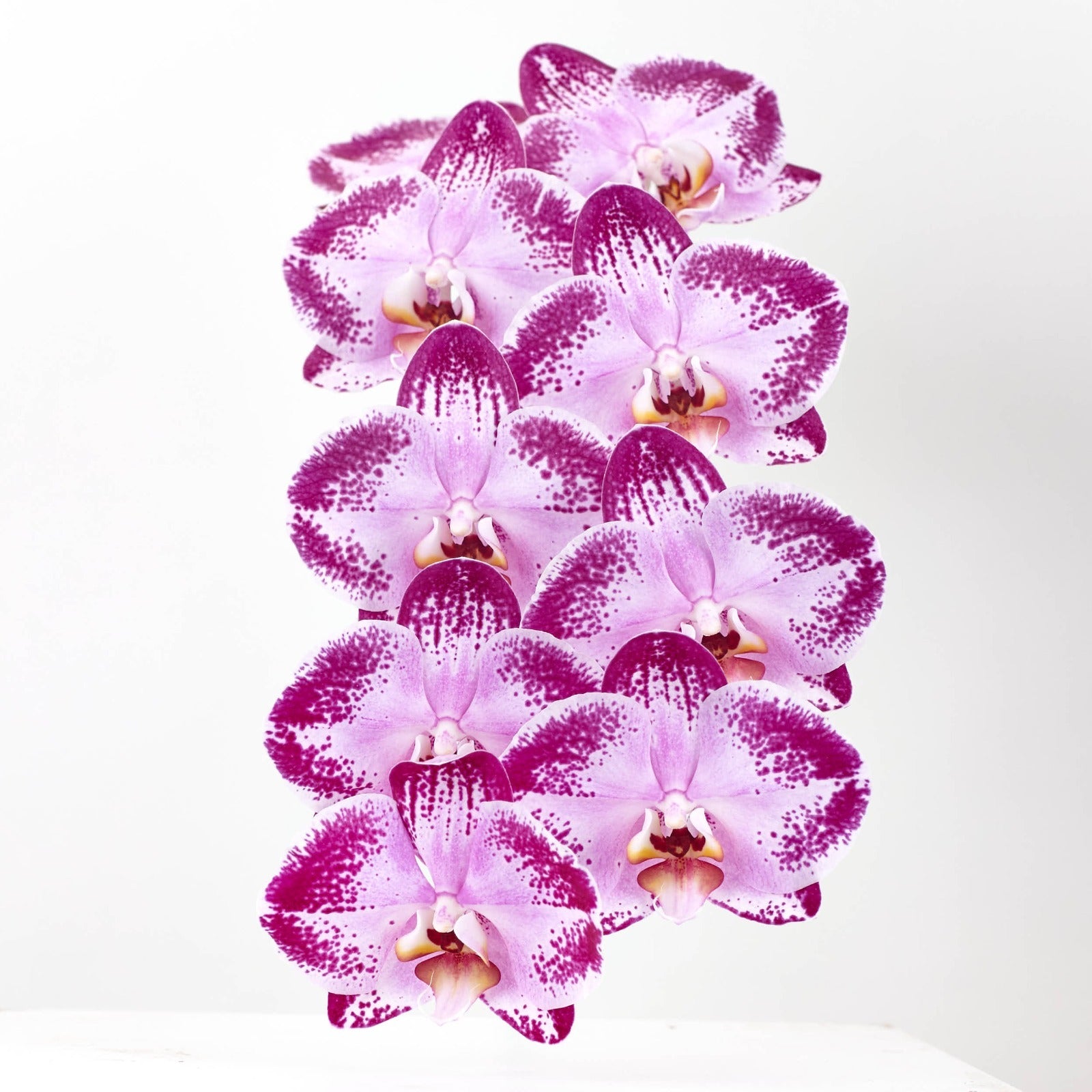 Phalaenopsis Black Happy Dancer