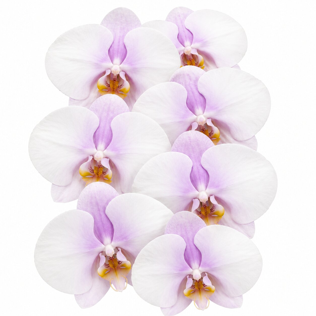 Phalaenopsis Chiffon