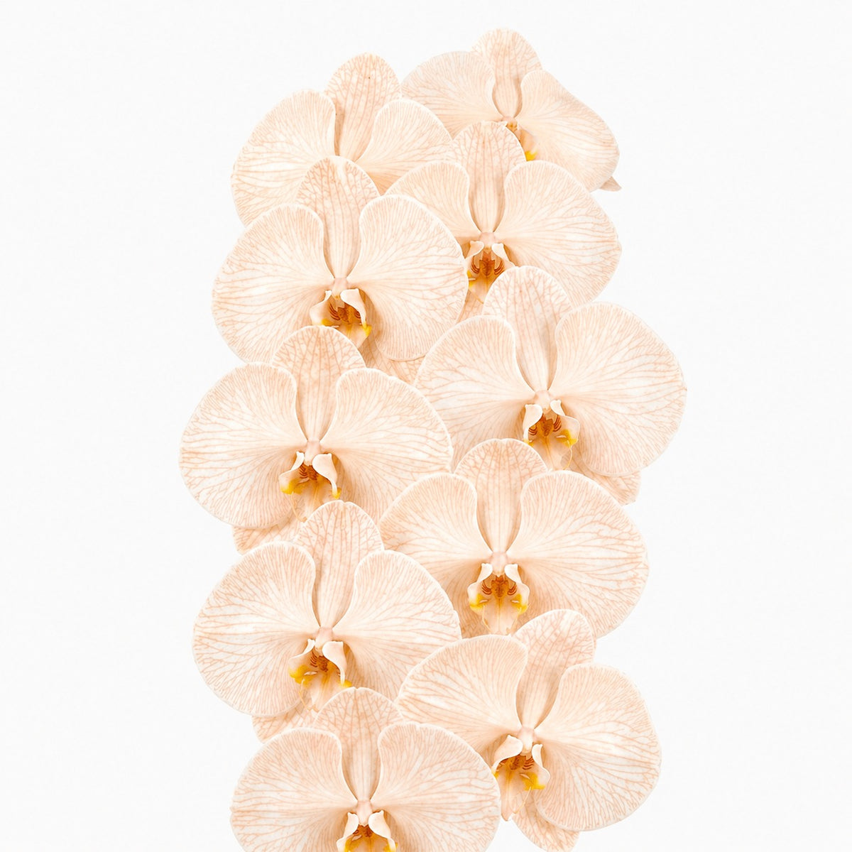 Phalaenopsis Dyed Apricot