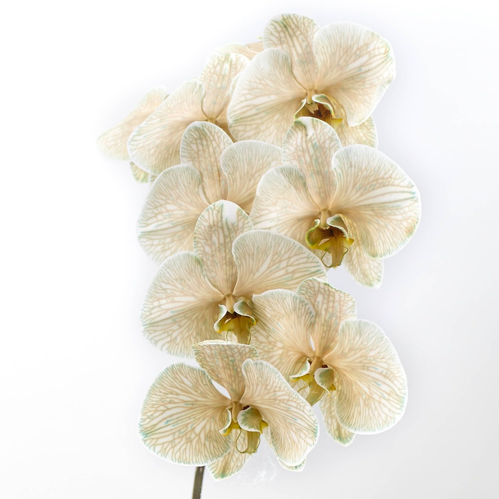 Phalaenopsis Dyed Chocolate