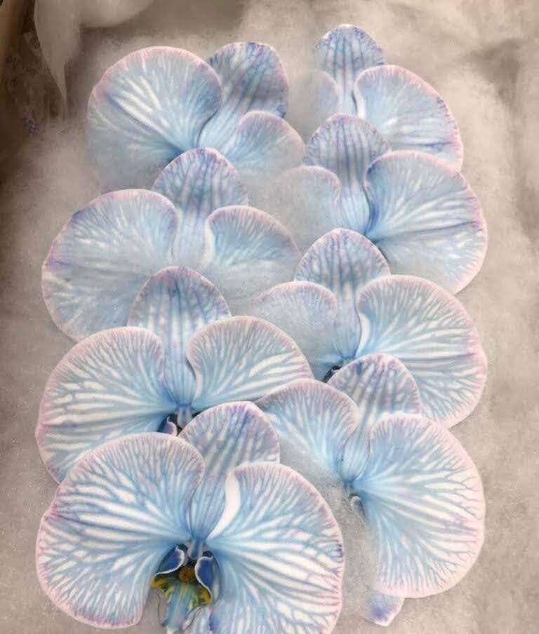 Phalaenopsis Dyed Cobalt