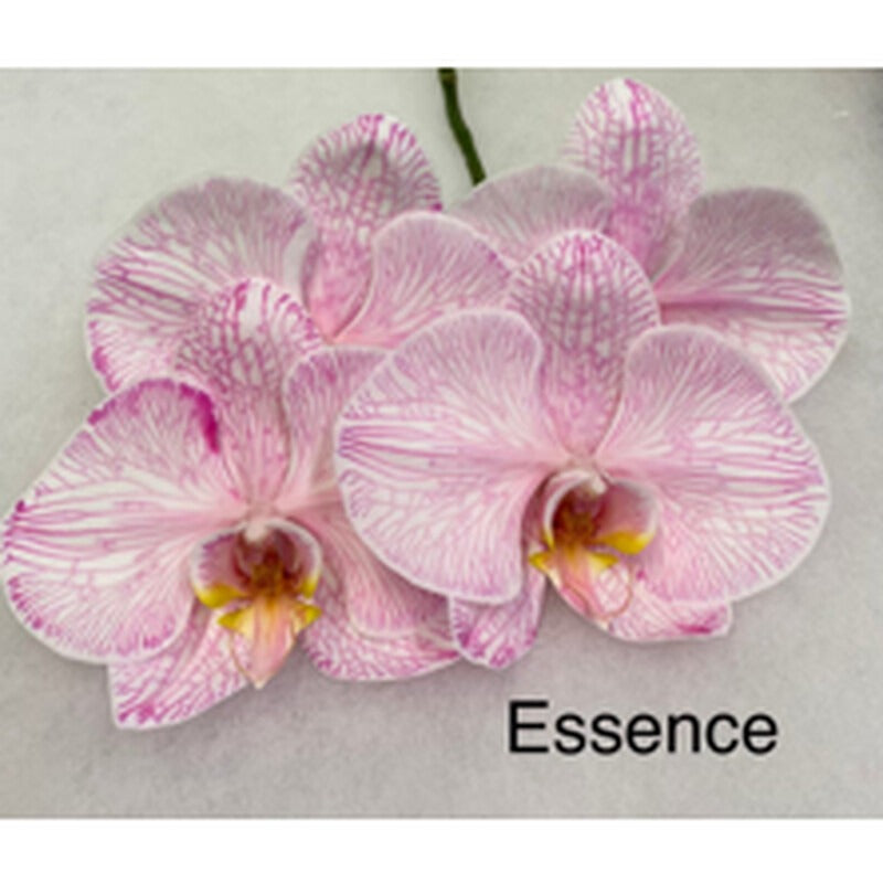 Phalaenopsis Dyed Essence