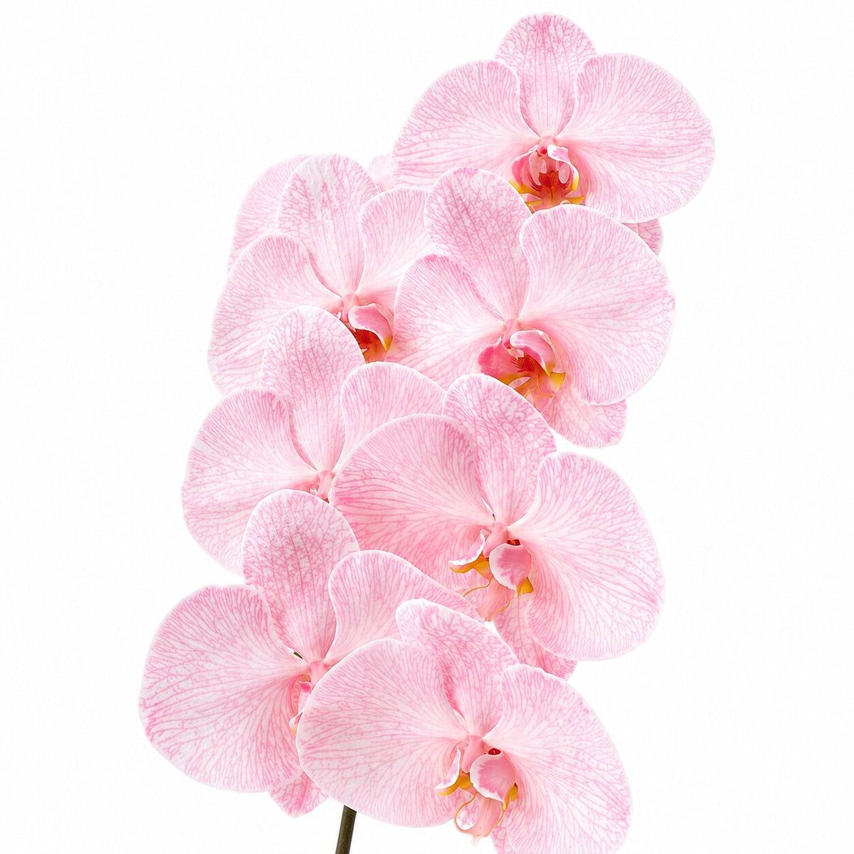 Phalaenopsis Dyed Red