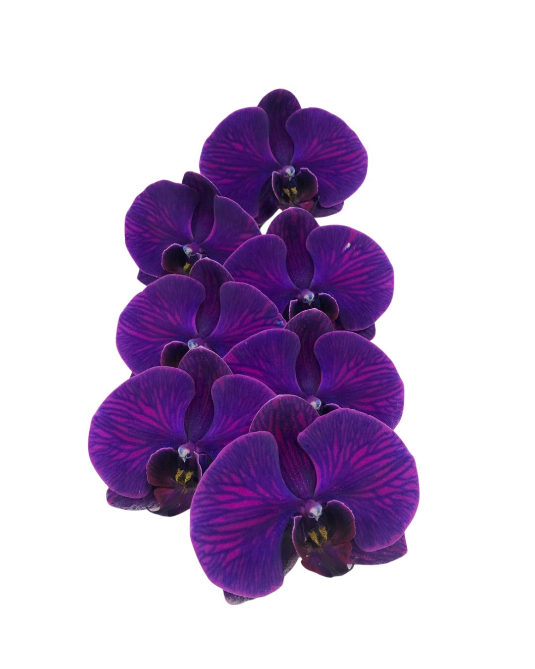 Phalaenopsis Dyed Royal Blue - Purple