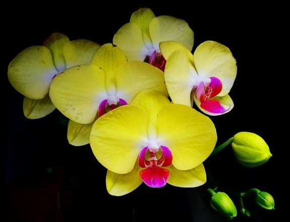 Phalaenopsis Fullers Sunset
