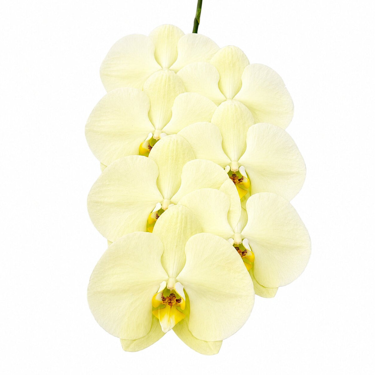 Phalaenopsis Green