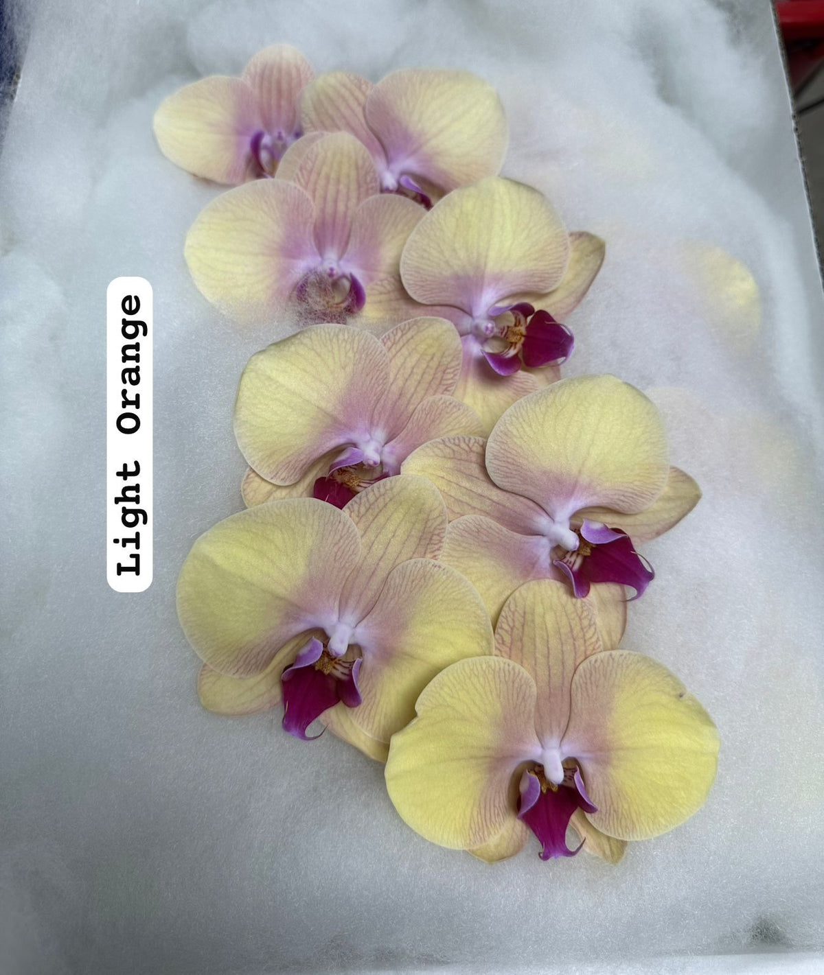 Phalaenopsis Light Orange