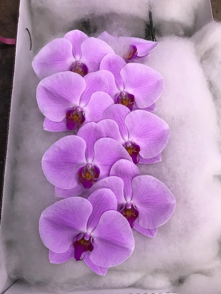 Phalaenopsis Light Pink