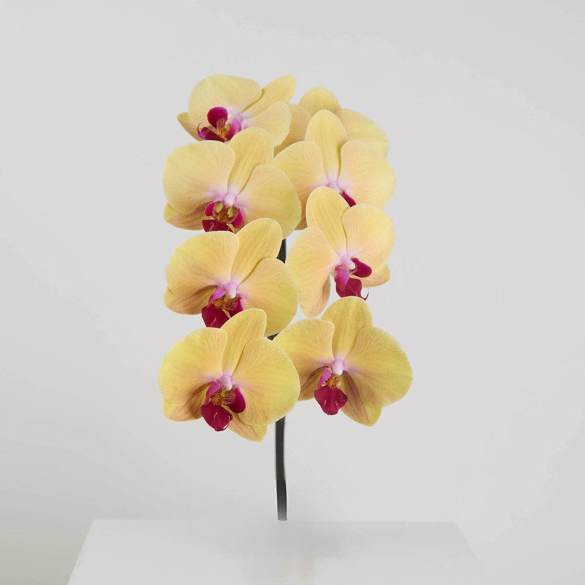 Phalaenopsis Medium Orange
