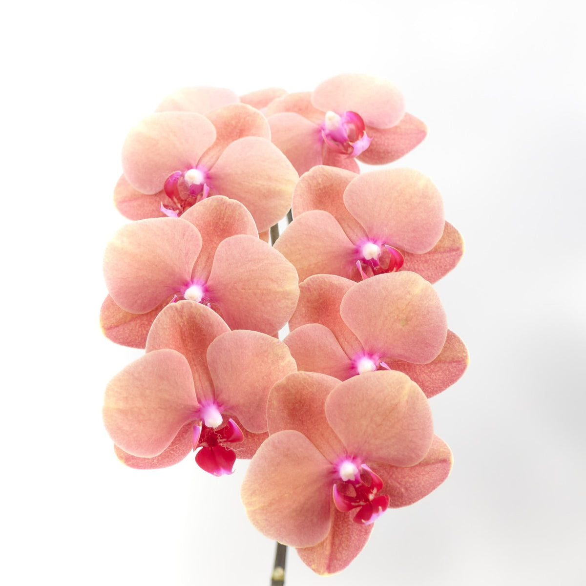 Phalenopsis Medium Tangerine