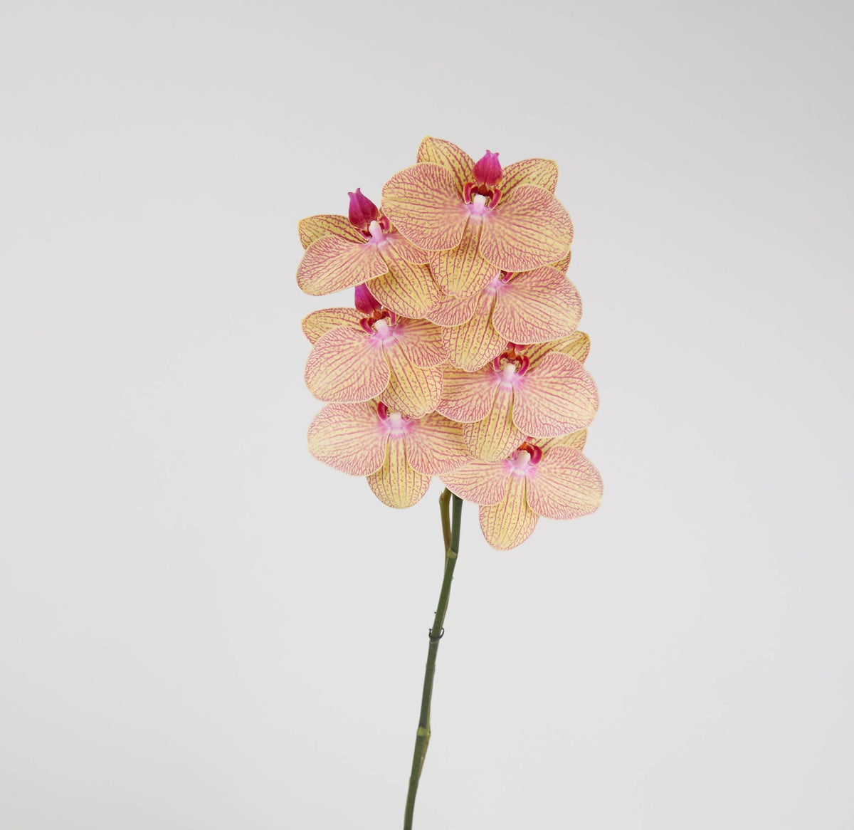Phalaenopsis Medium Yellow Stripe