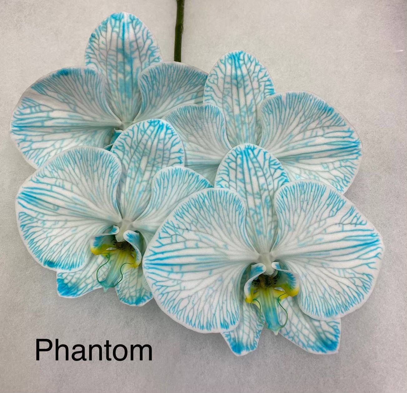 Phalaenopsis Phantom