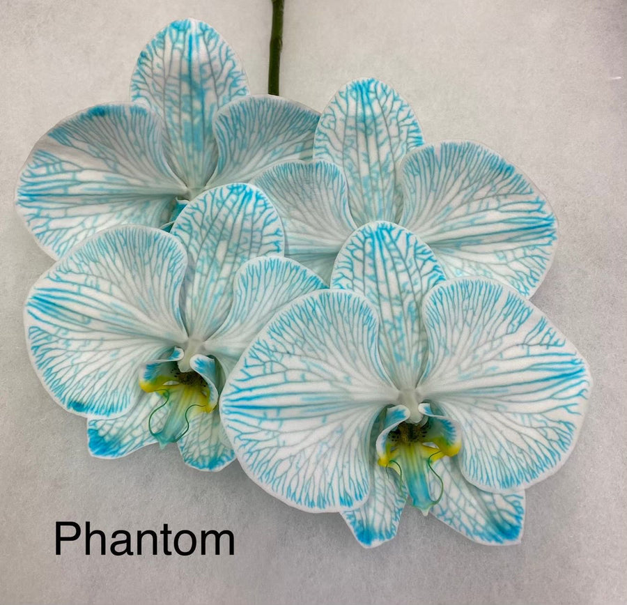 Phalaenopsis Phantom