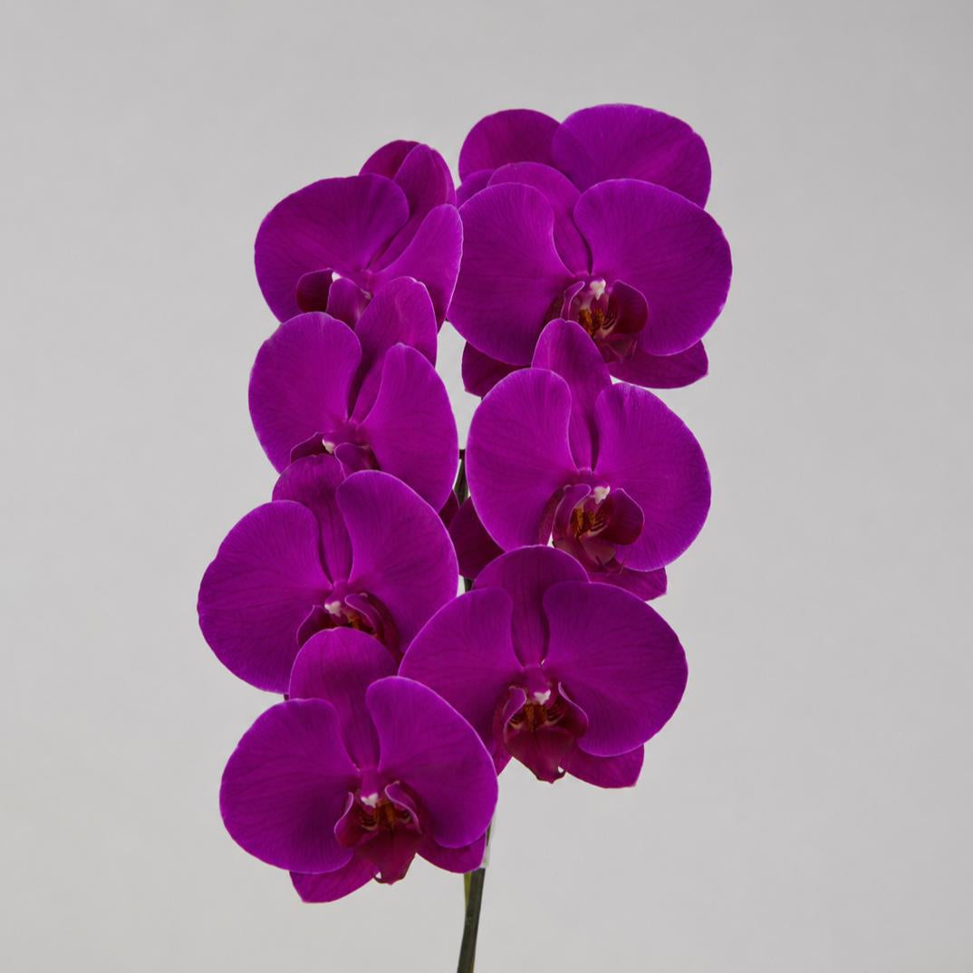 Phalaenopsis Purple