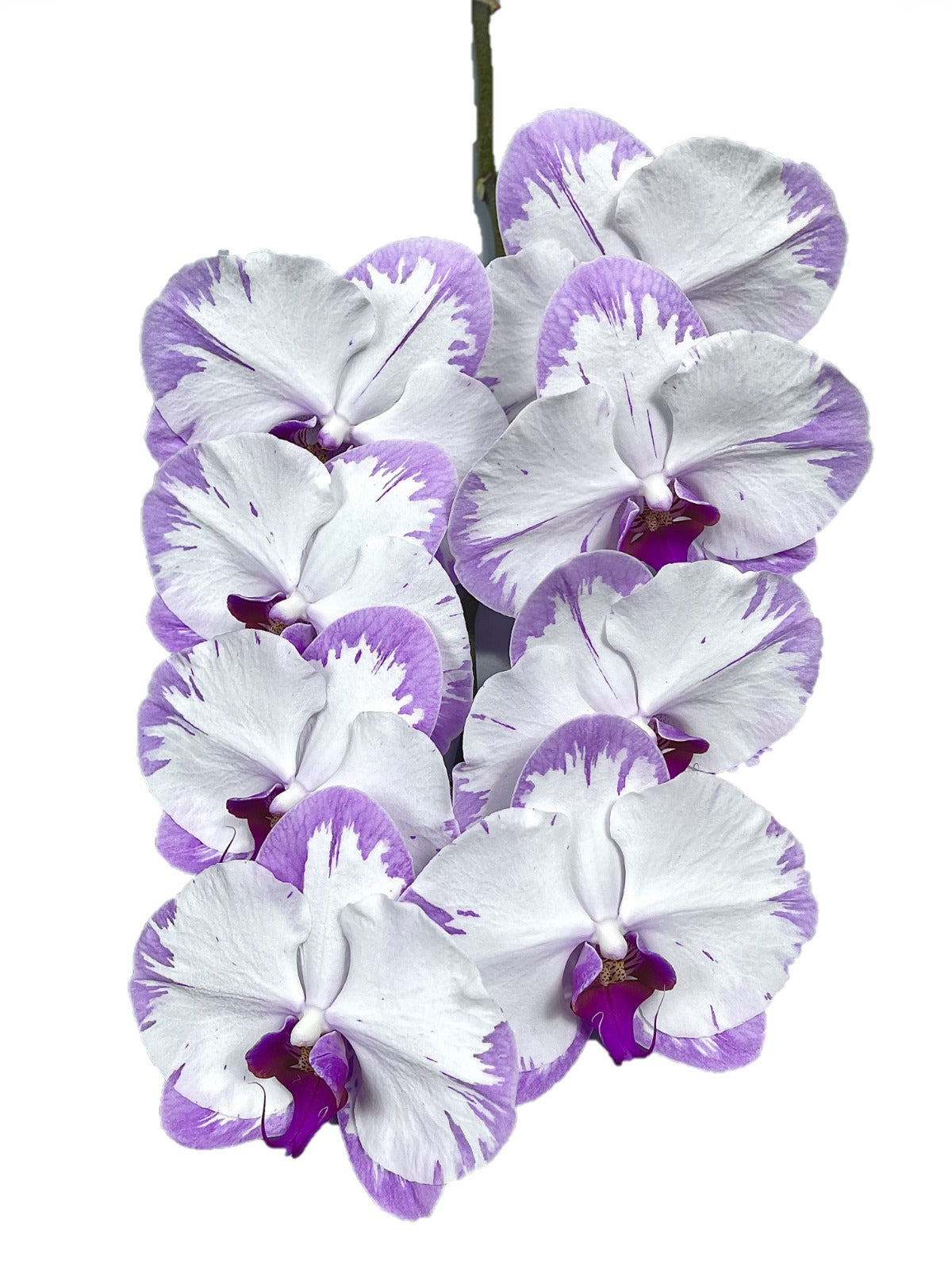 Phalaenopsis White - Lavander