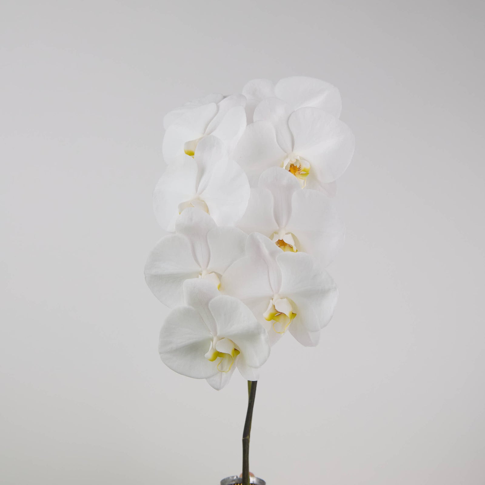 Phalaenopsis White