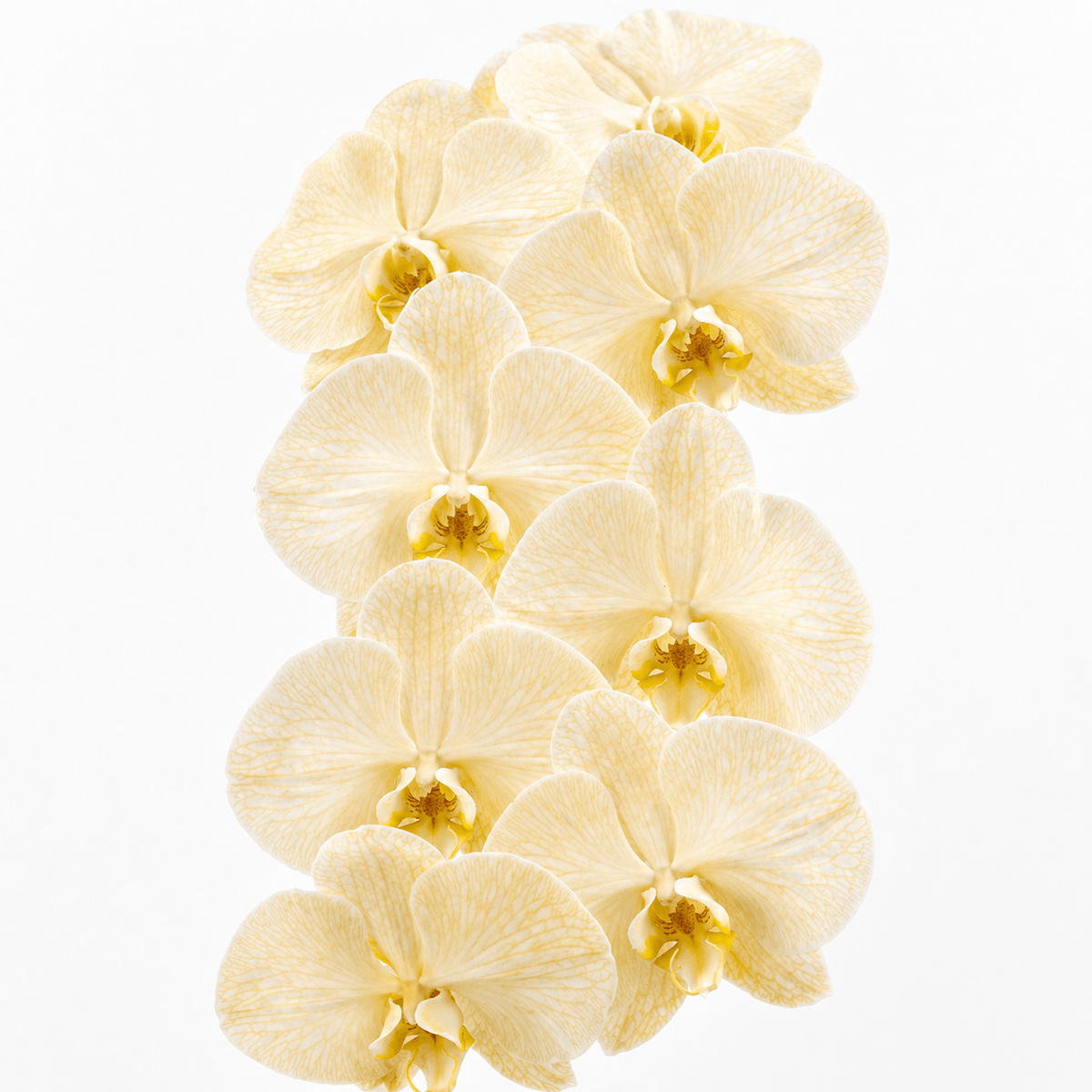 Phalenopsis Dyed Camel