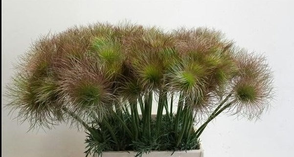 Pulsatilla Vulgaris