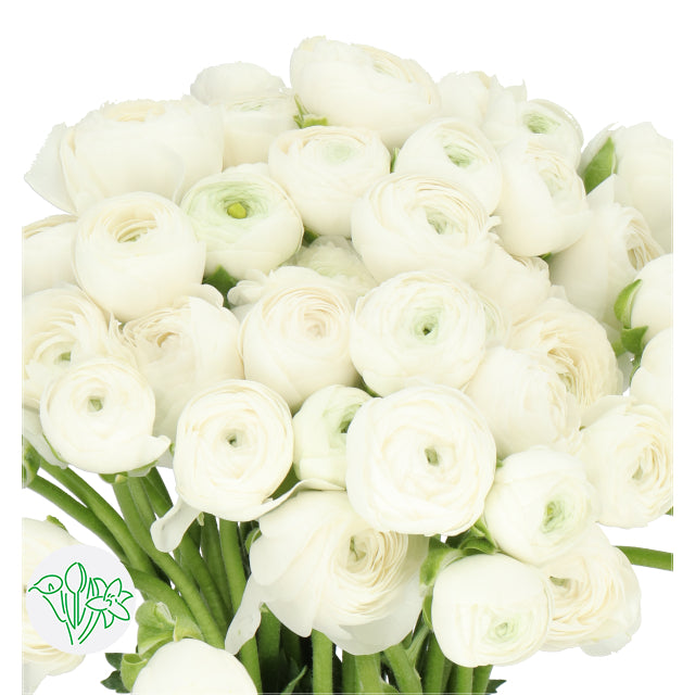 Ranunculus Clooni White