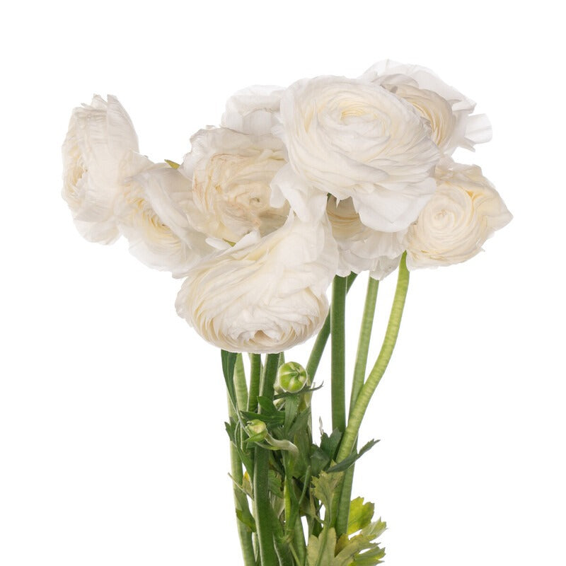 Ranunculus Elegance White
