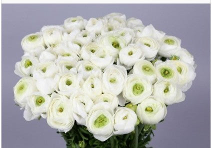 Ranunculus Clooni Alaska