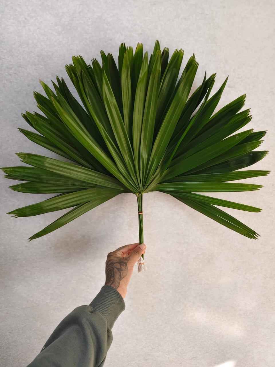 Rhapis Excelsa