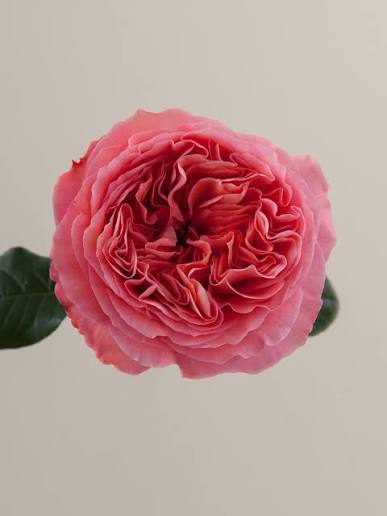 Rose Candy Expression