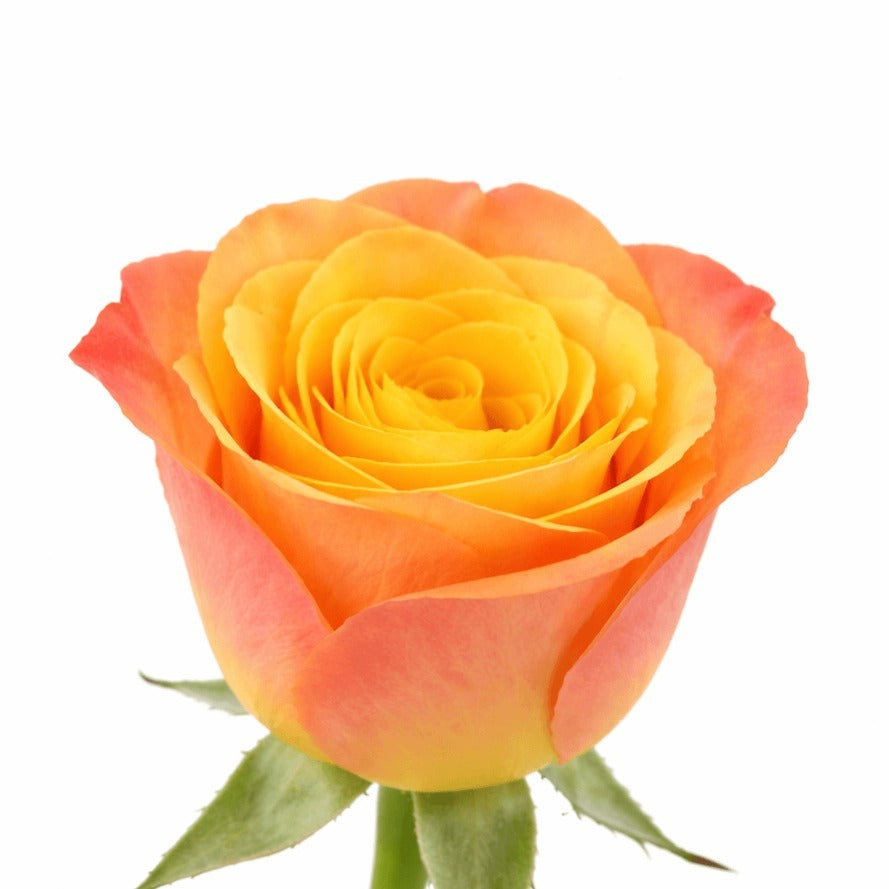 Rose Confidential