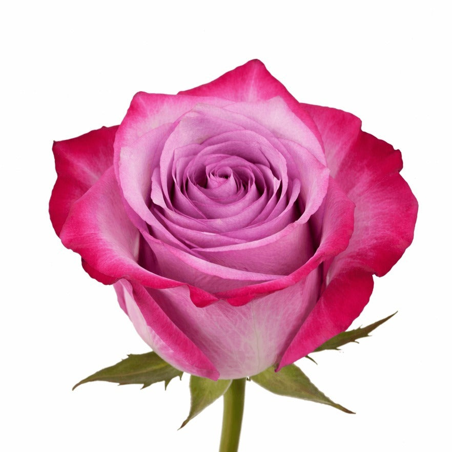 Rose Deep Purple