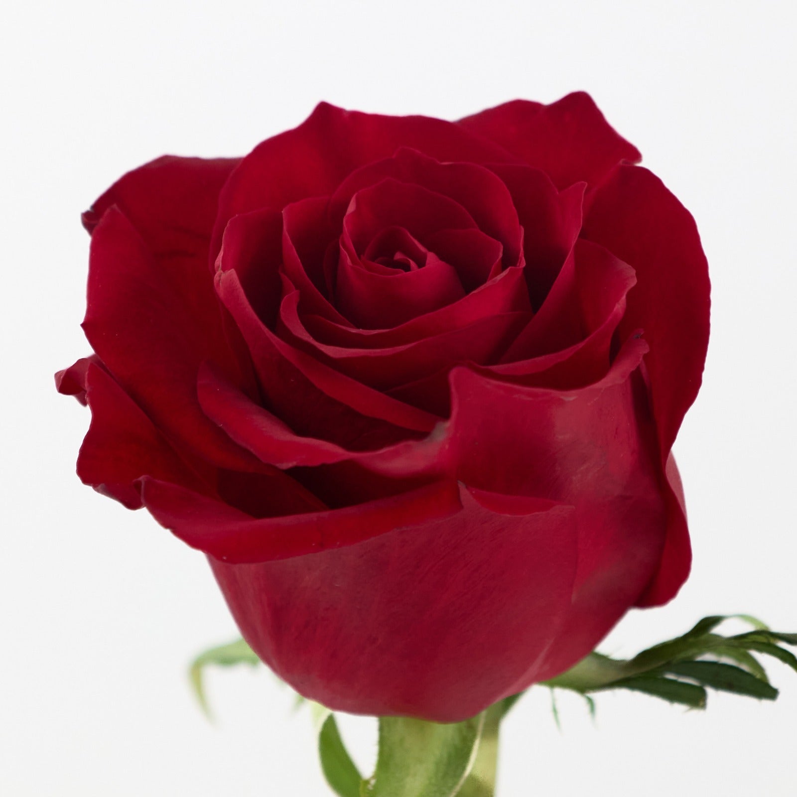 Rose Ever Red