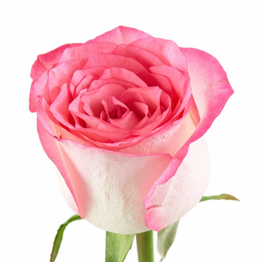 Rose Jumilia