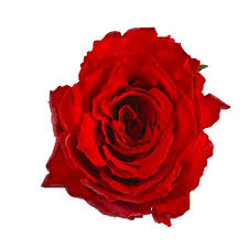 Rose Madam Red