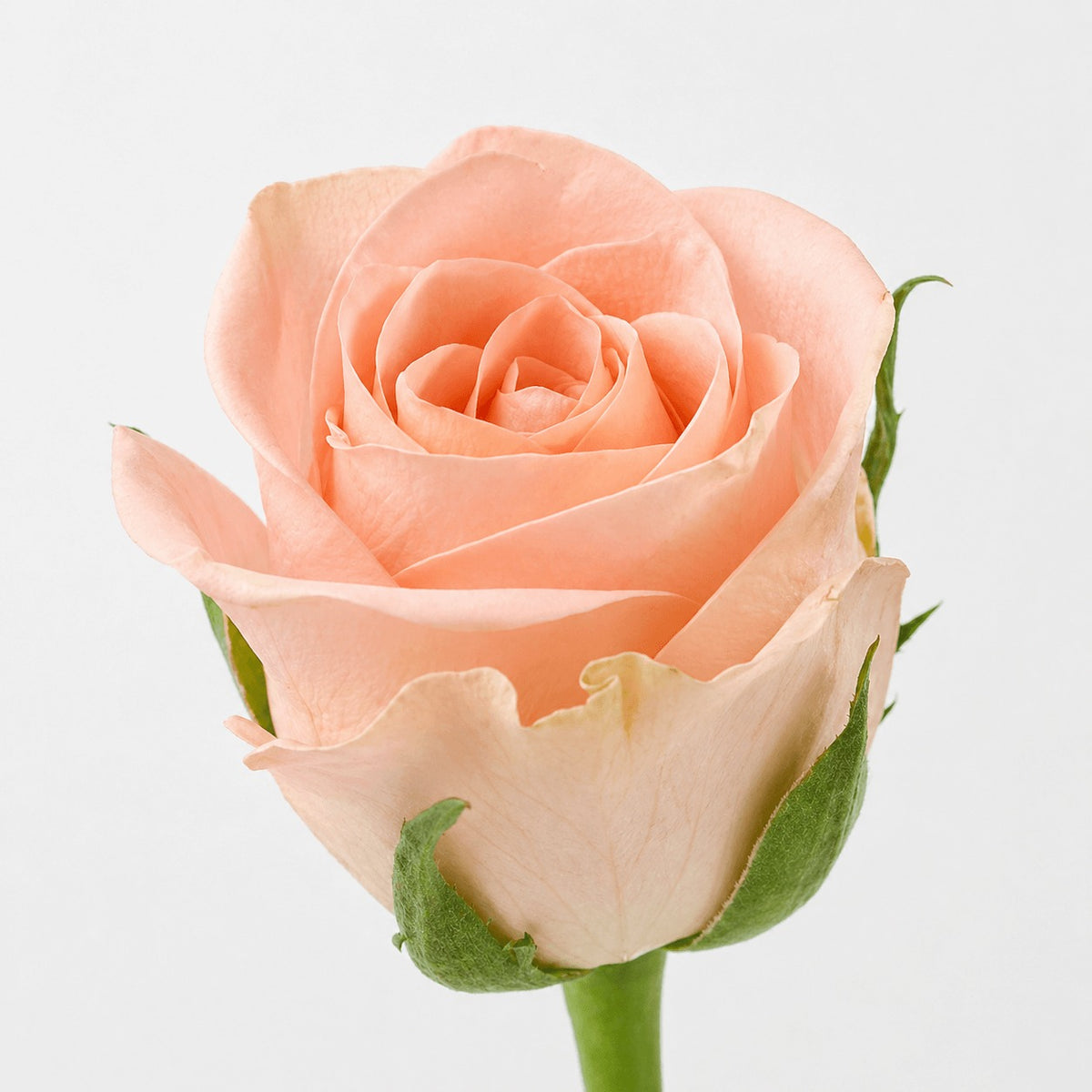 Rose Mayfair