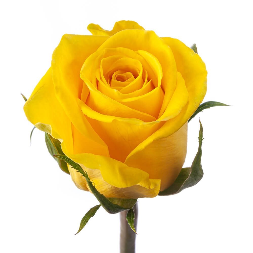 Rose Moonwalk