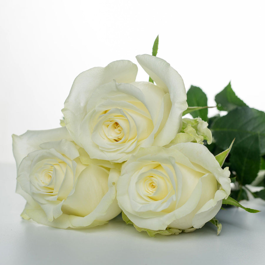Rose Novavita