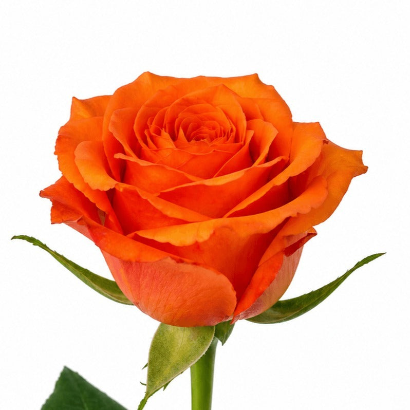 Rose Orange Wave