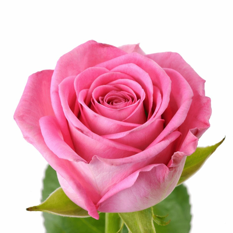 Rose Revival