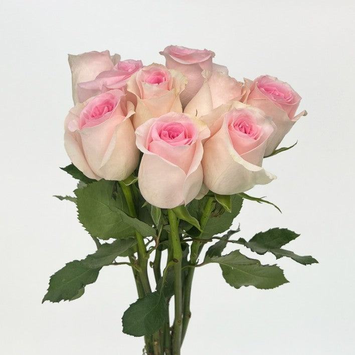 Rose Sweet Revival