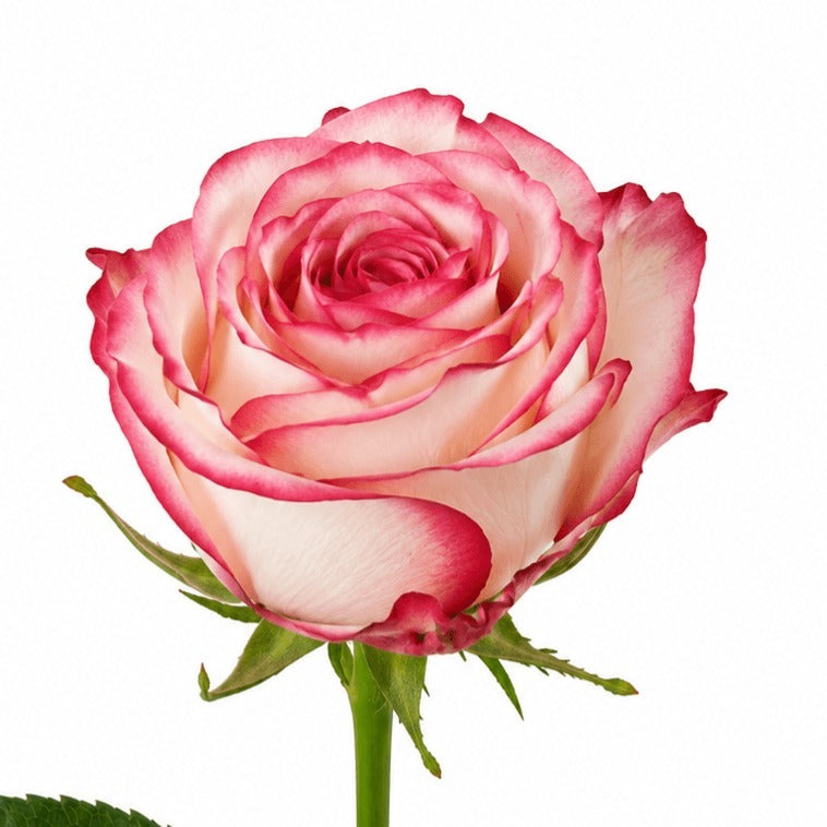 Rose Uhuru Apple Jack