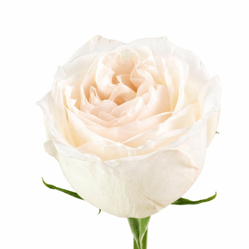 Rose Uhuru Ohara White