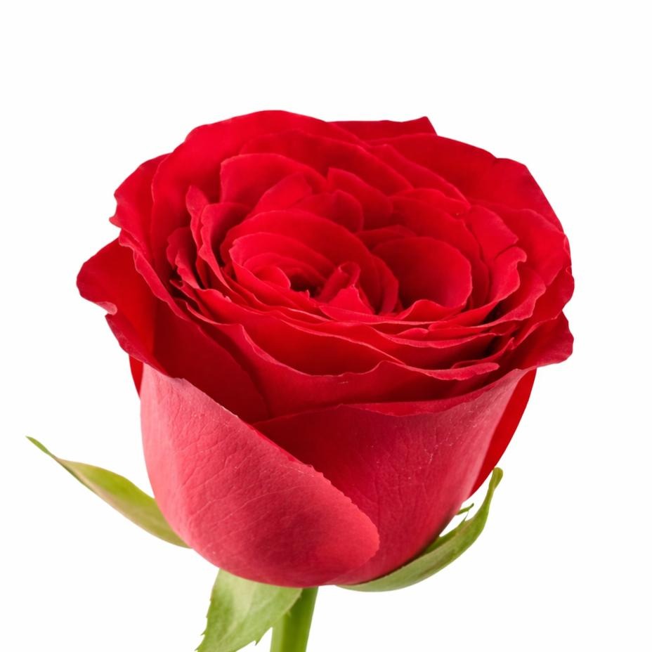 Rose Upper Class