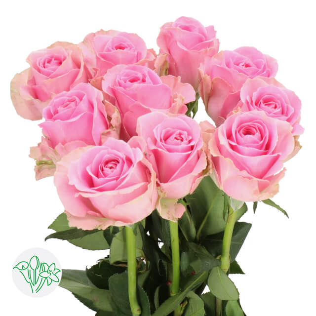 Rose Wham