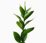 Ruscus